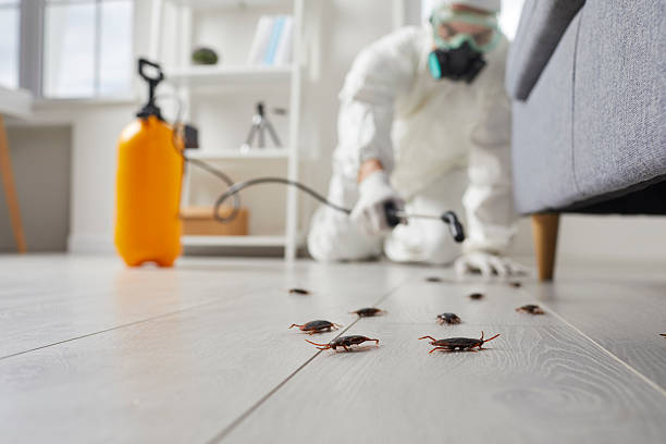 Commercial Kitchen Cockroach Control in Provo